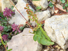 Botrychium lunaria, photograph (c) Emanuele Santarelli, some rights reserved (CC BY-SA)