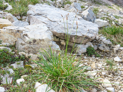 (c) Emanuele Santarelli, some rights reserved (CC BY-SA) Carex sempervirens, photograph (c) Emanuele Santarelli, some rights reserved (CC BY-SA)
