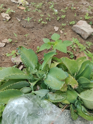Mother of Thousands