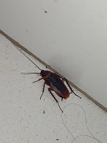 American Cockroach