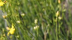 Menodora scabra glabrescens