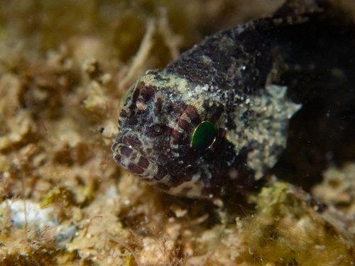 Centrogenys vaigiensis observed 2026-09-11