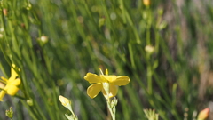 Menodora scabra glabrescens