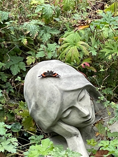 Red Admiral