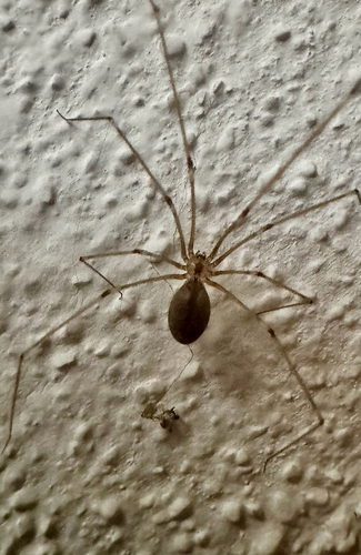 Long-bodied Cellar Spider