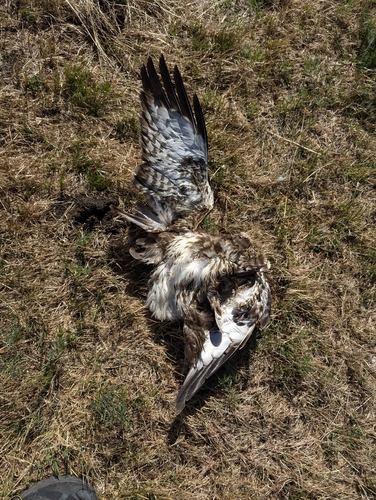 Common Buzzard