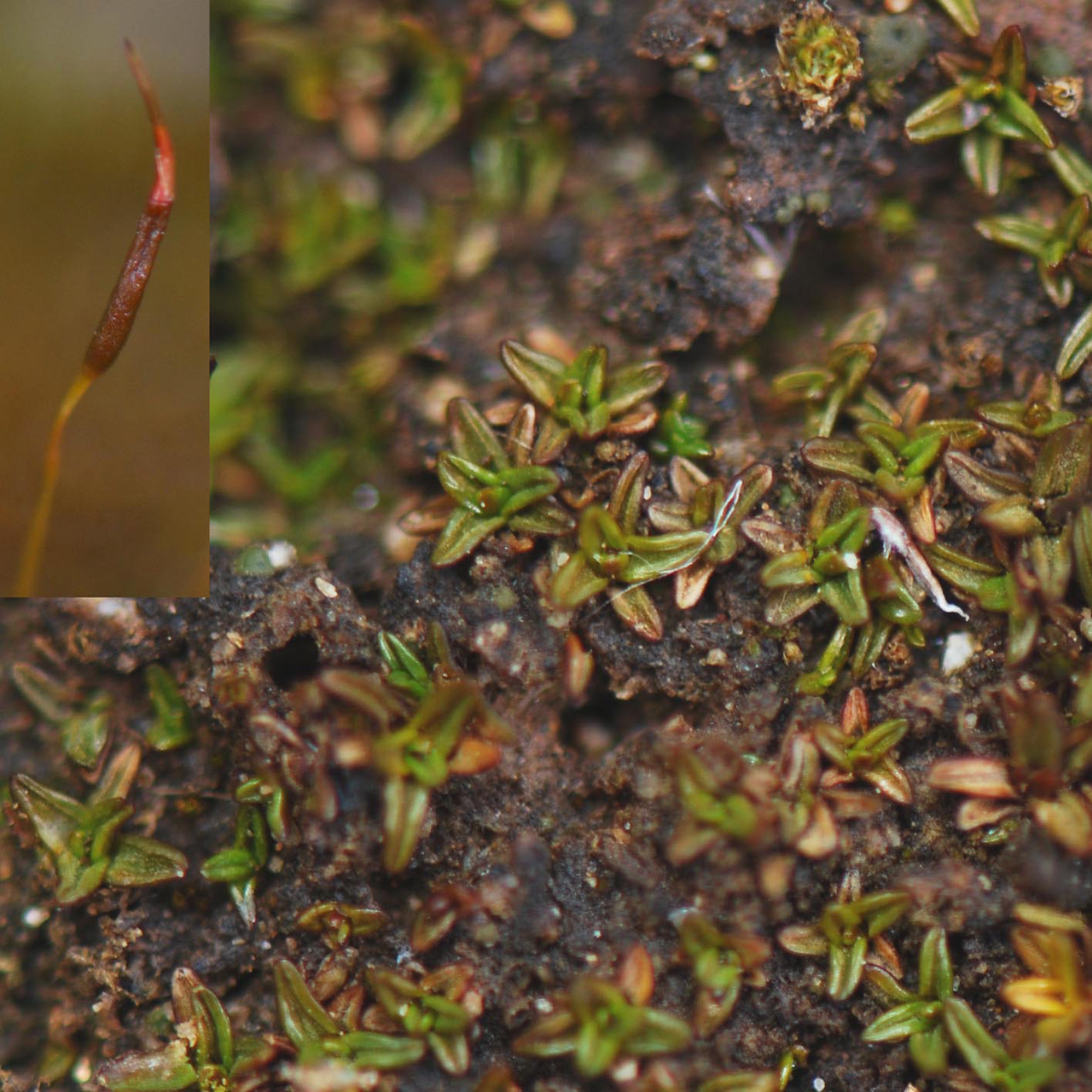Aloina aloides