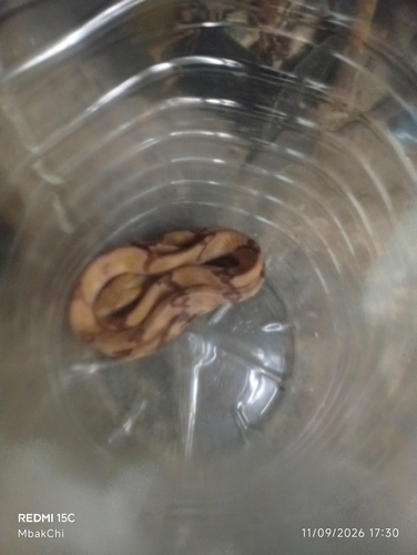 Boiga cynodon observed 2026-09-11
