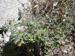 Physalis hederifolia fendleri