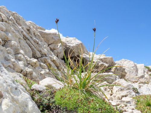 Carex parviflora, photograph 4