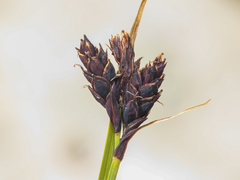Carex parviflora