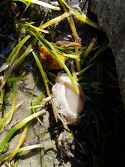 Pleurobranchaea maculata