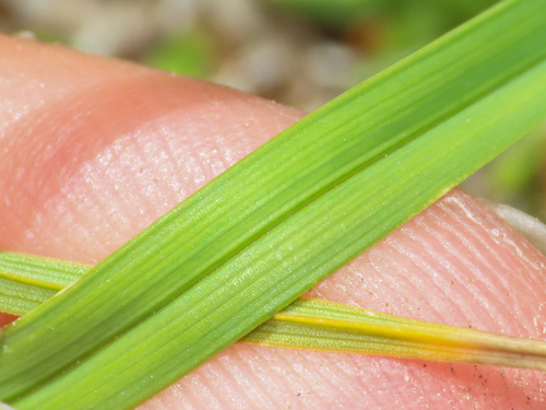 Carex parviflora, photograph 3