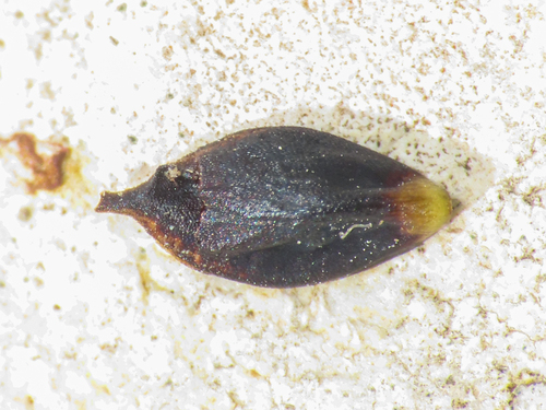 Carex parviflora, photograph 1
