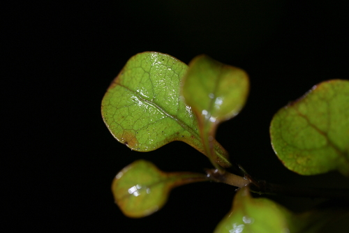 Coprosma spathulata