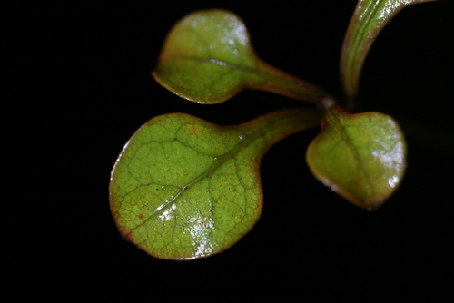 Coprosma spathulata, photograph 1