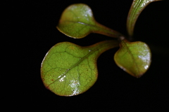 Coprosma spathulata, photograph (c) Christopher Stephens, some rights reserved (CC BY-SA)