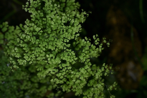 Adiantum raddianum, photograph 4
