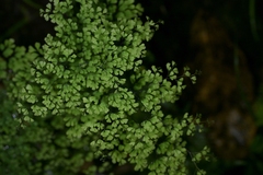 Adiantum raddianum, photograph (c) Christopher Stephens, some rights reserved (CC BY-SA)