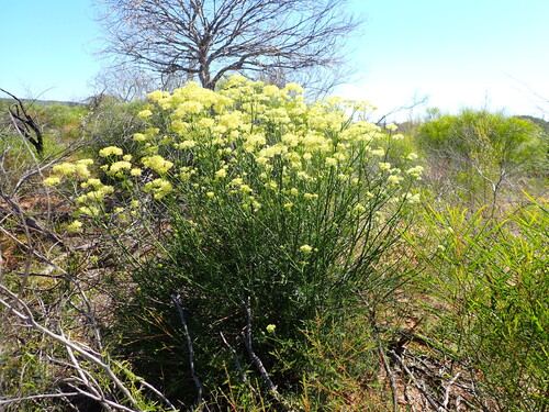Glischrocaryon flavescens, 2026-09-11