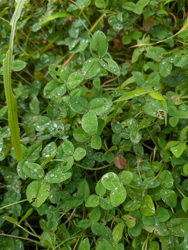 white clover