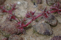 Chorizanthe polygonoides longispina