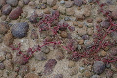Chorizanthe polygonoides longispina