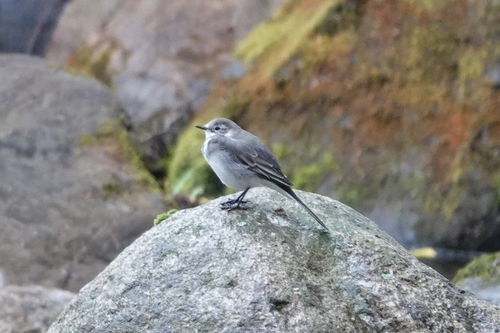 White Wagtail
