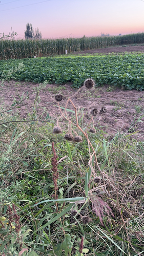 velvetleaf