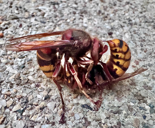 European Hornet