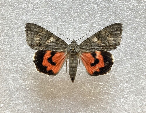 Red Underwing