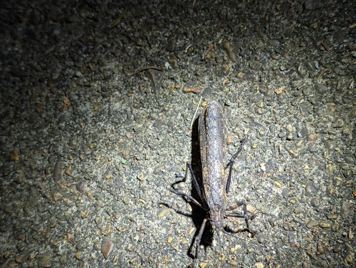 Tegra novaehollandiae