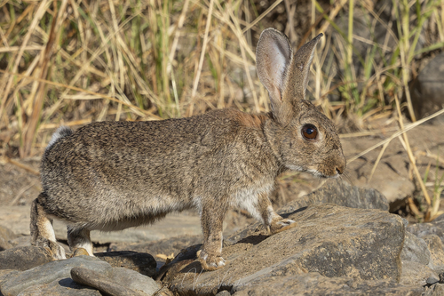 Iberian Rabbit, photo 5 of 10