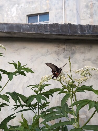 Common Mormon Swallowtail