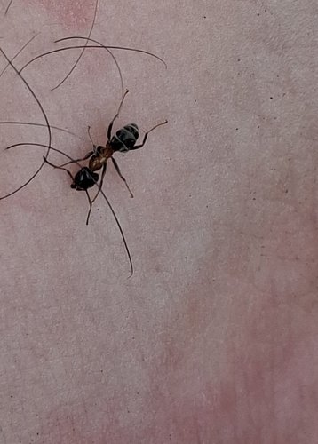 Small-headed tree ant