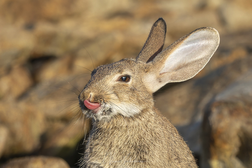 Iberian Rabbit, photo 4 of 10