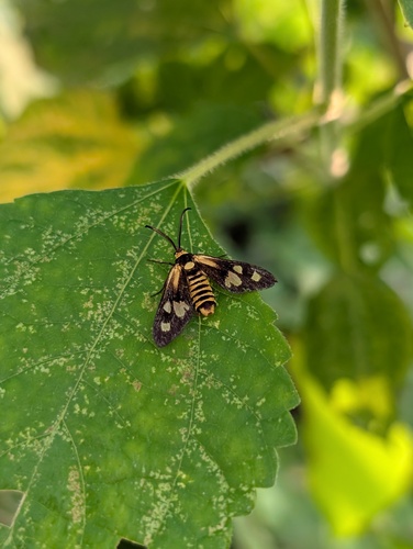 Thyrassia penangae