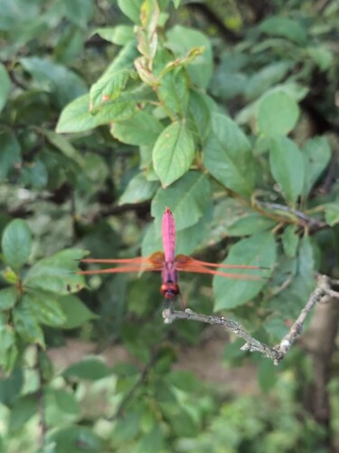 Crimson Marsh Glider