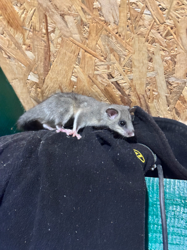 European Fat Dormouse