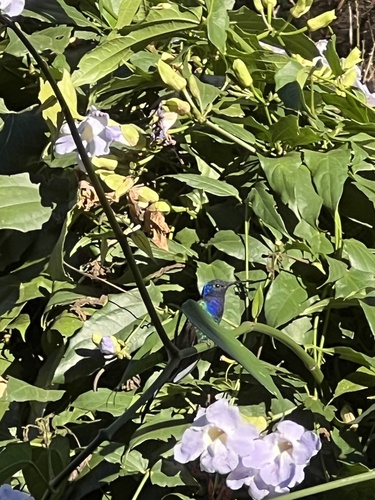 Swallow-tailed Hummingbird