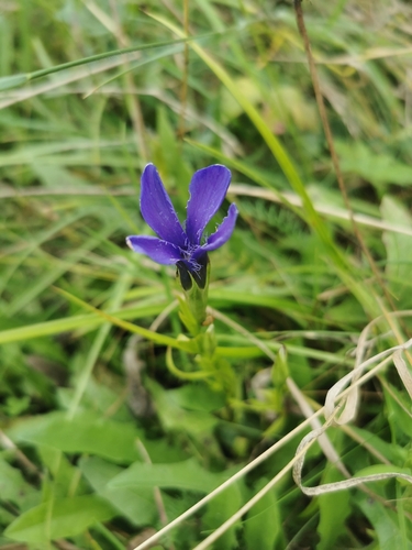 Fringe-flowered Gentian