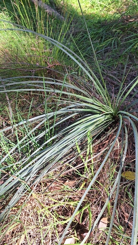 Xanthorrhoea semiplana, photograph 5