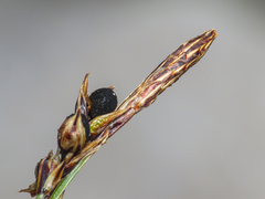 (c) Emanuele Santarelli, some rights reserved (CC BY-SA) Carex sempervirens, photograph (c) Emanuele Santarelli, some rights reserved (CC BY-SA)