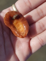 Pseudotonicia cuneata