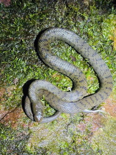 African Brown Water Snake