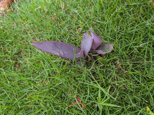Purple Heart