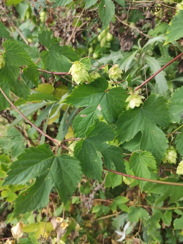 common hops