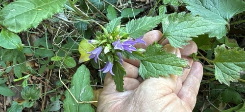 Nettle-leaved Bellflower