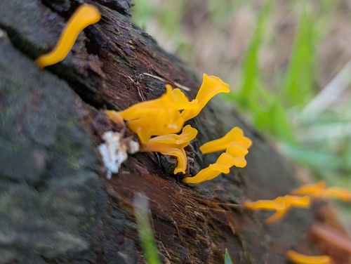 Fan-shaped Jelly Fungus
