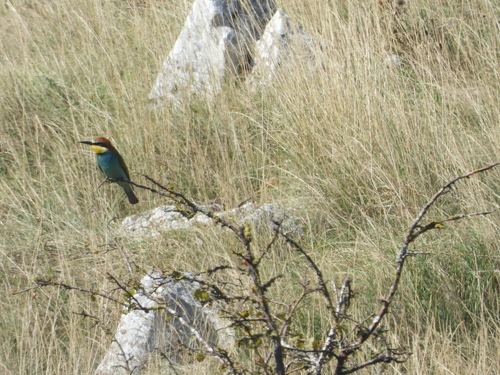 European Bee-eater